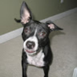 Meet your Posher, Lily